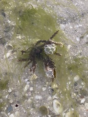 Acanthophora spicifera