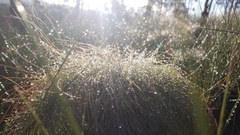 Bulbostylis paradoxa