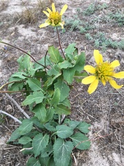 Tetragonotheca repanda