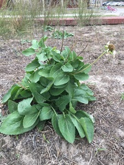 Tetragonotheca repanda