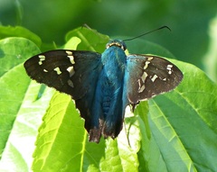 Urbanus proteus proteus