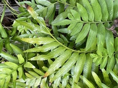 Asplenium milnei