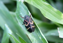 Deois flexuosa