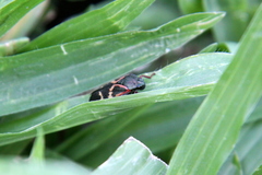 Deois flexuosa