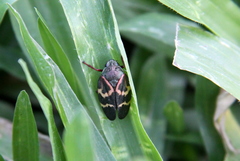 Deois flexuosa