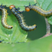 Elm Argid Sawfly - Photo (c) Larry Clarfeld, some rights reserved (CC BY-NC), uploaded by Larry Clarfeld