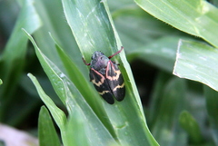 Deois flexuosa