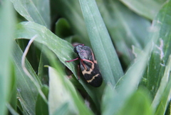 Deois flexuosa