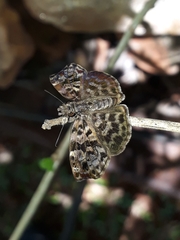 Gorgythion begga begga