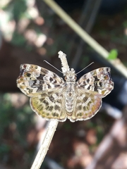 Gorgythion begga begga