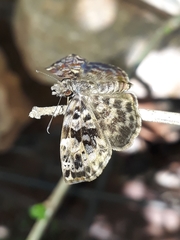 Gorgythion begga begga