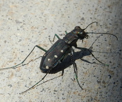 Cicindela ocellata rectilatera