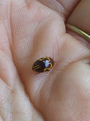 Chelonarium signatum