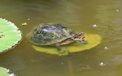 Cuora amboinensis kamaroma