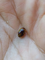 Chelonarium signatum