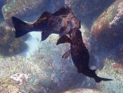 Aplodactylus lophodon