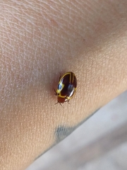 Chelonarium signatum