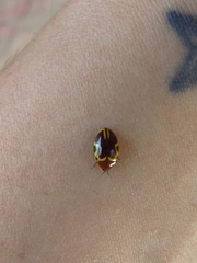 Chelonarium signatum