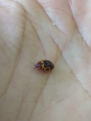 Chelonarium signatum