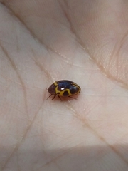 Chelonarium signatum