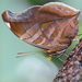 Mariposa Lumbrera - Photo (c) Salvador Martin Aguilar, algunos derechos reservados (CC BY-NC)