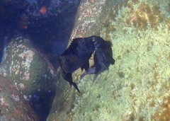 Aplodactylus lophodon