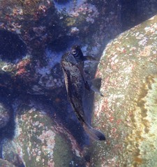 Aplodactylus lophodon