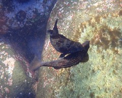 Aplodactylus lophodon