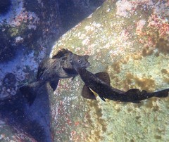 Aplodactylus lophodon