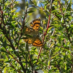 Lycaena salustius