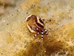Aliaporcellana