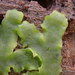 Simple Thalloid Liverworts - Photo (c) Nur Ritter, some rights reserved (CC BY-NC), uploaded by Nur Ritter