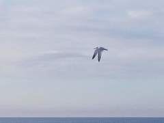 Thalasseus sandvicensis