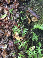 Polypodium californicum