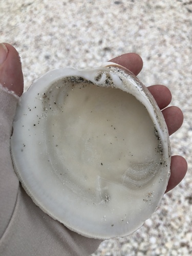Southern Quahog