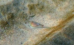 Torquigener pleurogramma