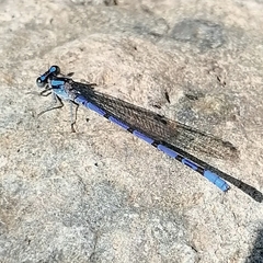 Argia carlcooki