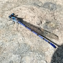 Argia carlcooki