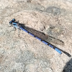 Argia carlcooki