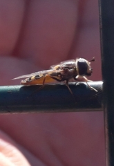 Austroscaeva occidentalis