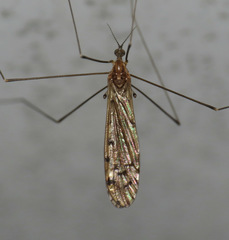 Neolimonia rara
