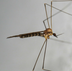 Neolimonia rara