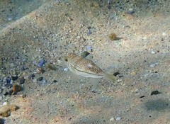 Torquigener pleurogramma