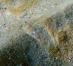 Torquigener pleurogramma