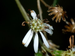 Olearia cheesemanii