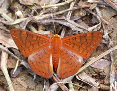 Emesis mandana