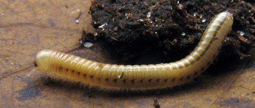 Paraspirobolus lucifugus