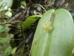 Pleurothallis epiglottis