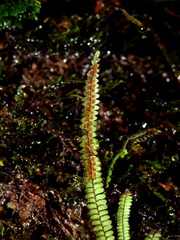 Moranopteris taenifolia