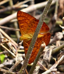 Emesis mandana